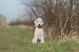 BEDLINGTON TERRIER 189